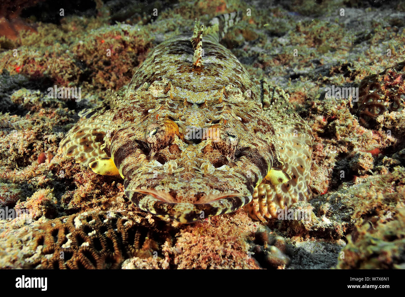 Close-up of a Common crocodilefish / Carpet flathead (Papilloculiceps longiceps) camouflaged on sea bed, coast of Dhofar and Hallaniyat islands, Oman. Arabian Sea. Stock Photo