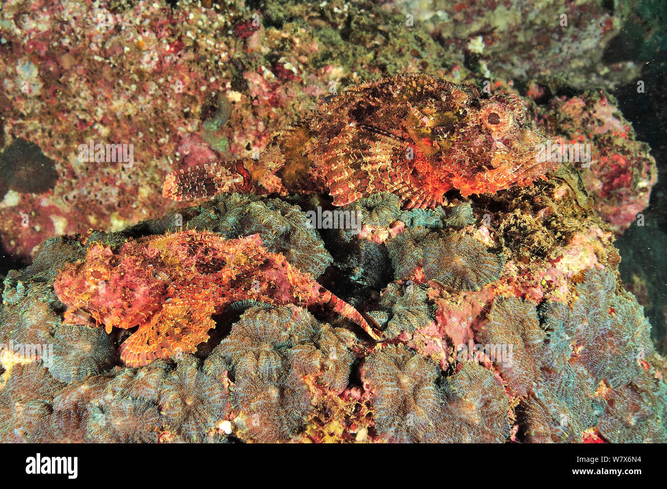 Two bearded scorpionfish (Scorpaenopsis barbatus / barbata), coast of Dhofar and Hallaniyat islands, Oman. Arabian Sea. Stock Photo