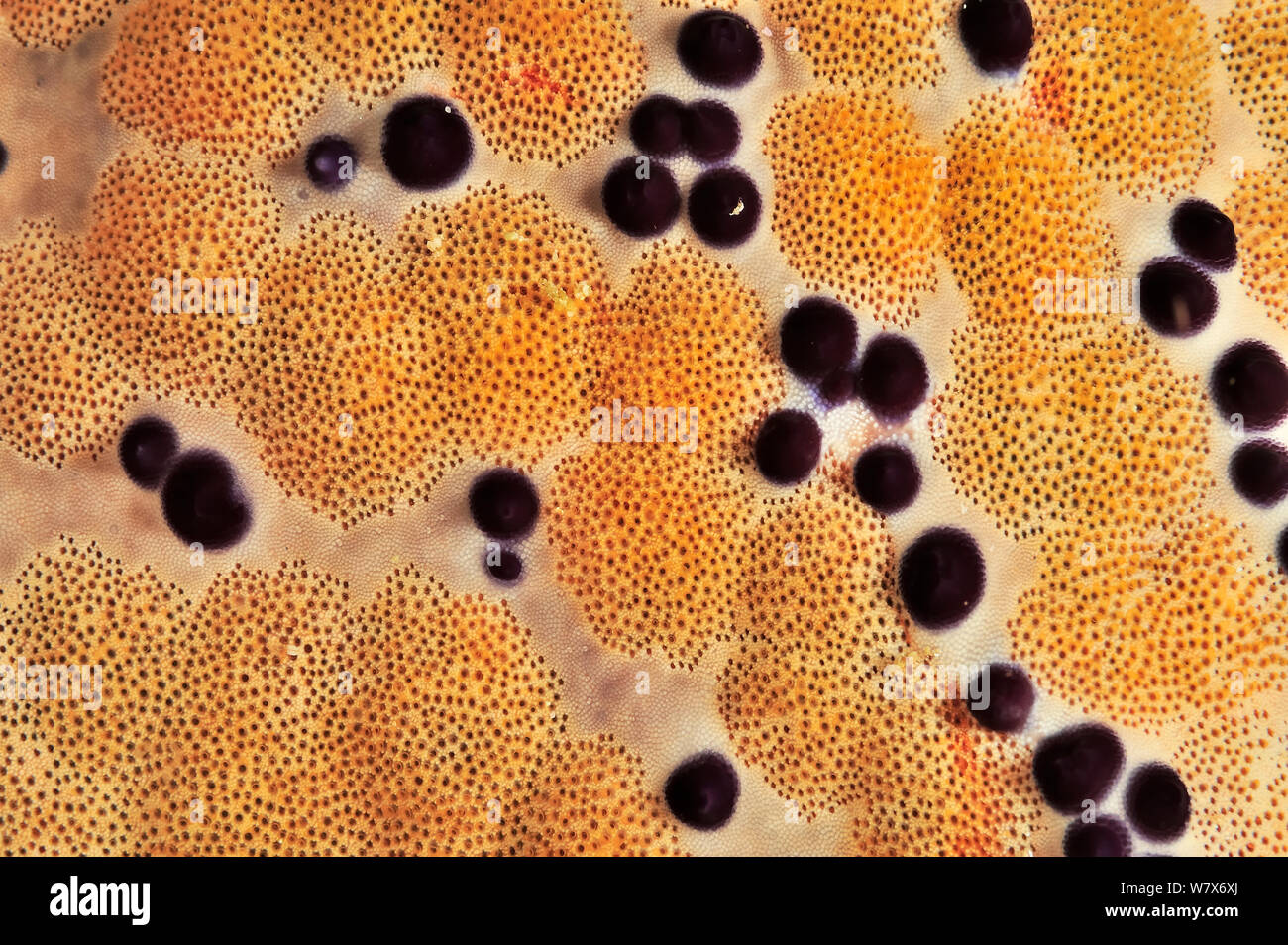 Indian cushion sea star (Culcita schmideliana) close up, coast of Dhofar and Hallaniyat islands, Oman. Arabian Sea. Stock Photo