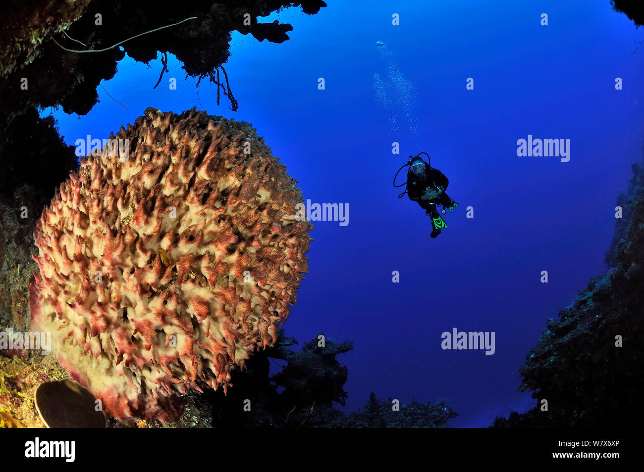 Diver near the coral drop off with a Giant barrel sponge (Xestospongia muta), San Salvador Island / Colombus Island, Bahamas. Caribbean. June 2013. Stock Photo