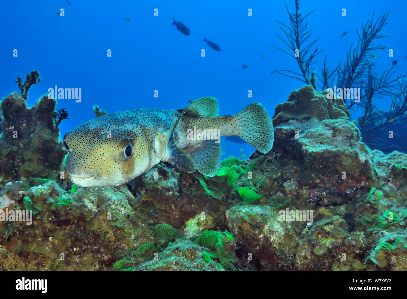 Common porcupinefish (Diodon hystrix) on coral reef, San Salvador Island / Colombus Island, Bahamas. Caribbean. Stock Photo