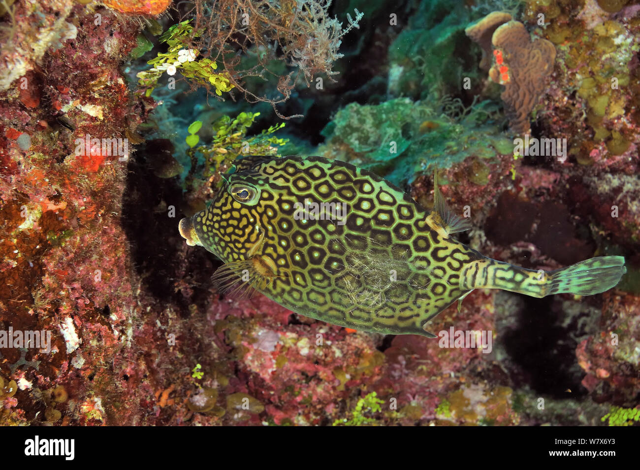 Honeycomb Cowfish