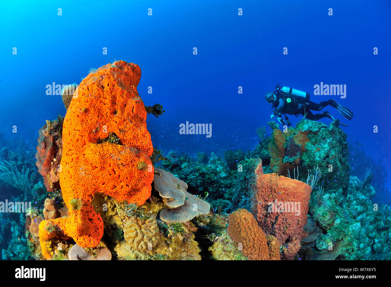 Diver on coral reef with a Giant barrel sponge (Xestospongia muta), Elephant ear sponge (Agelas clathrodes) and corals, San Salvador Island / Colombus Island, Bahamas. Caribbean. June 2013. Stock Photo