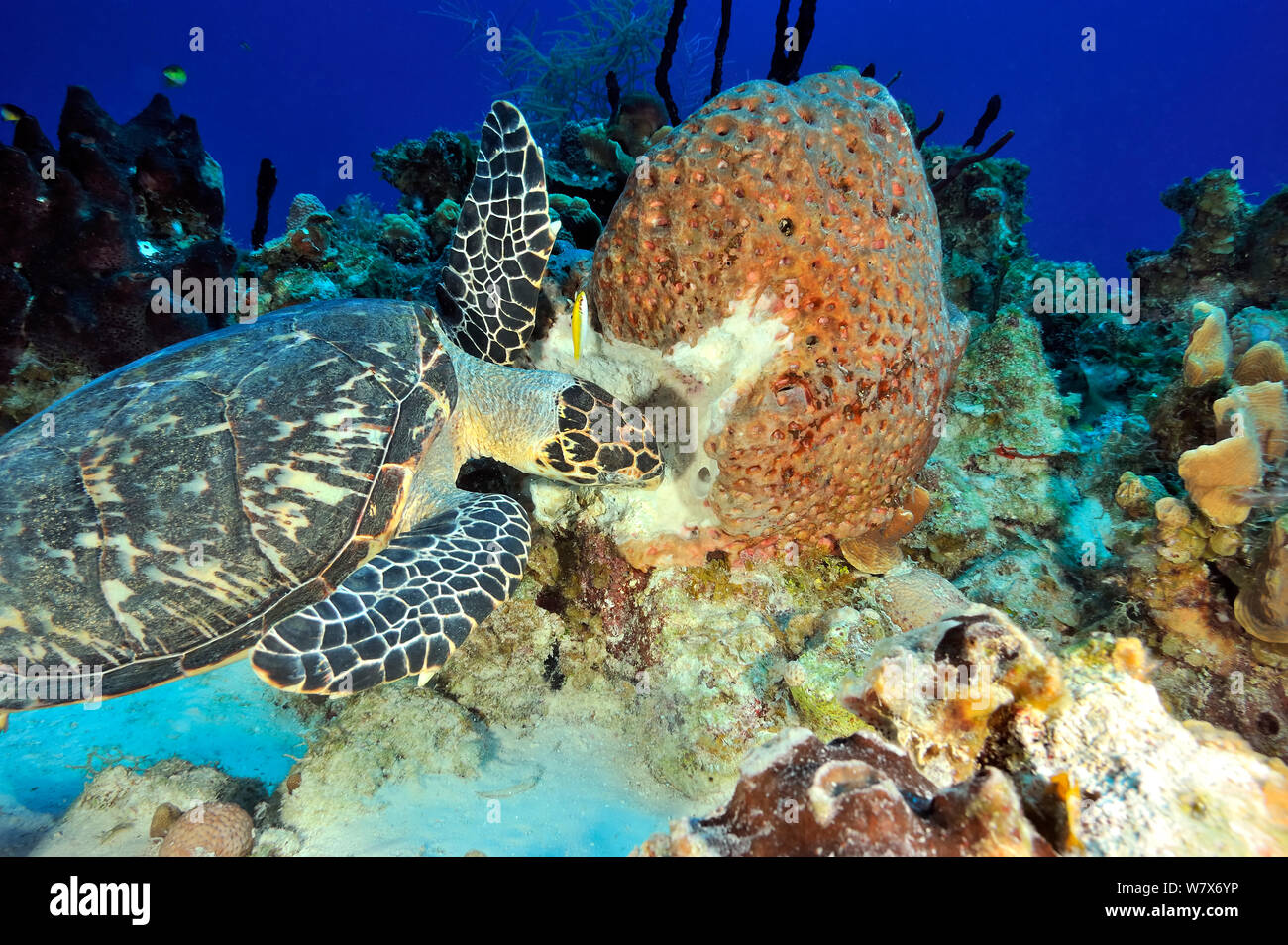 Hawksbill turtle (Eretmochelys imbricata) feeding on a Leathery barrel sponge (Geodia neptuni), San Salvador Island / Colombus Island, Bahamas. Caribbean. Stock Photo