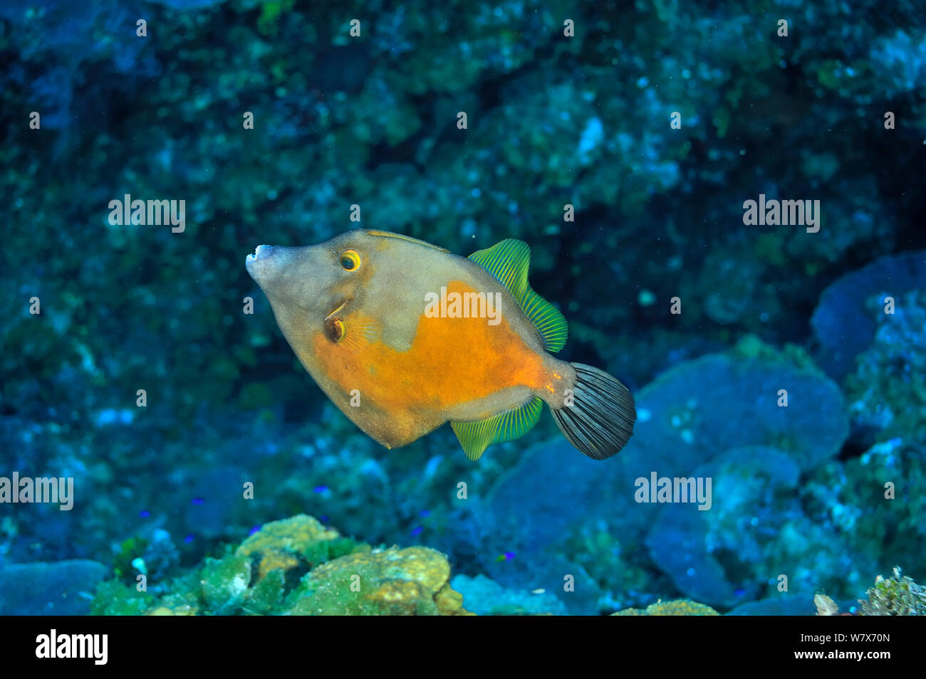 American whitespotted filefish (Cantherhines macrocerus) in orange phase, San Salvador Island / Colombus Island, Bahamas. Caribbean. Stock Photo