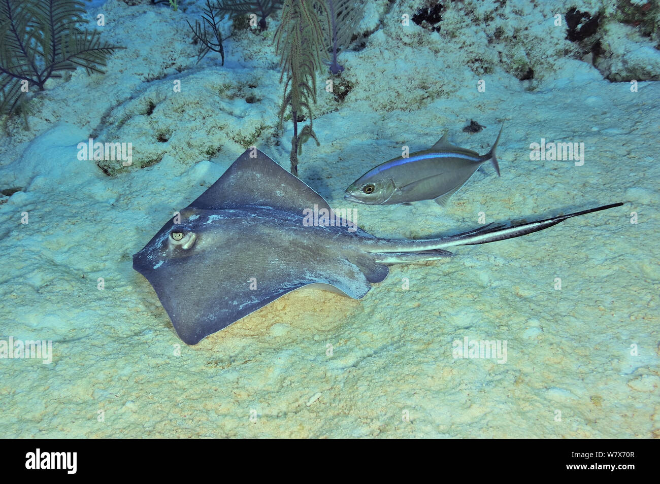 Southern stingray (Dasyatis americana) on sand with a Bar jack / Bar trevally (Caranx ruber), San Salvador Island / Colombus Island, Bahamas. Caribbean. Stock Photo