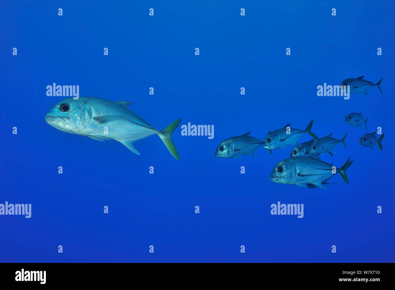 Group of Horseeye jack / Jackfish (Caranx latus), San Salvador Island