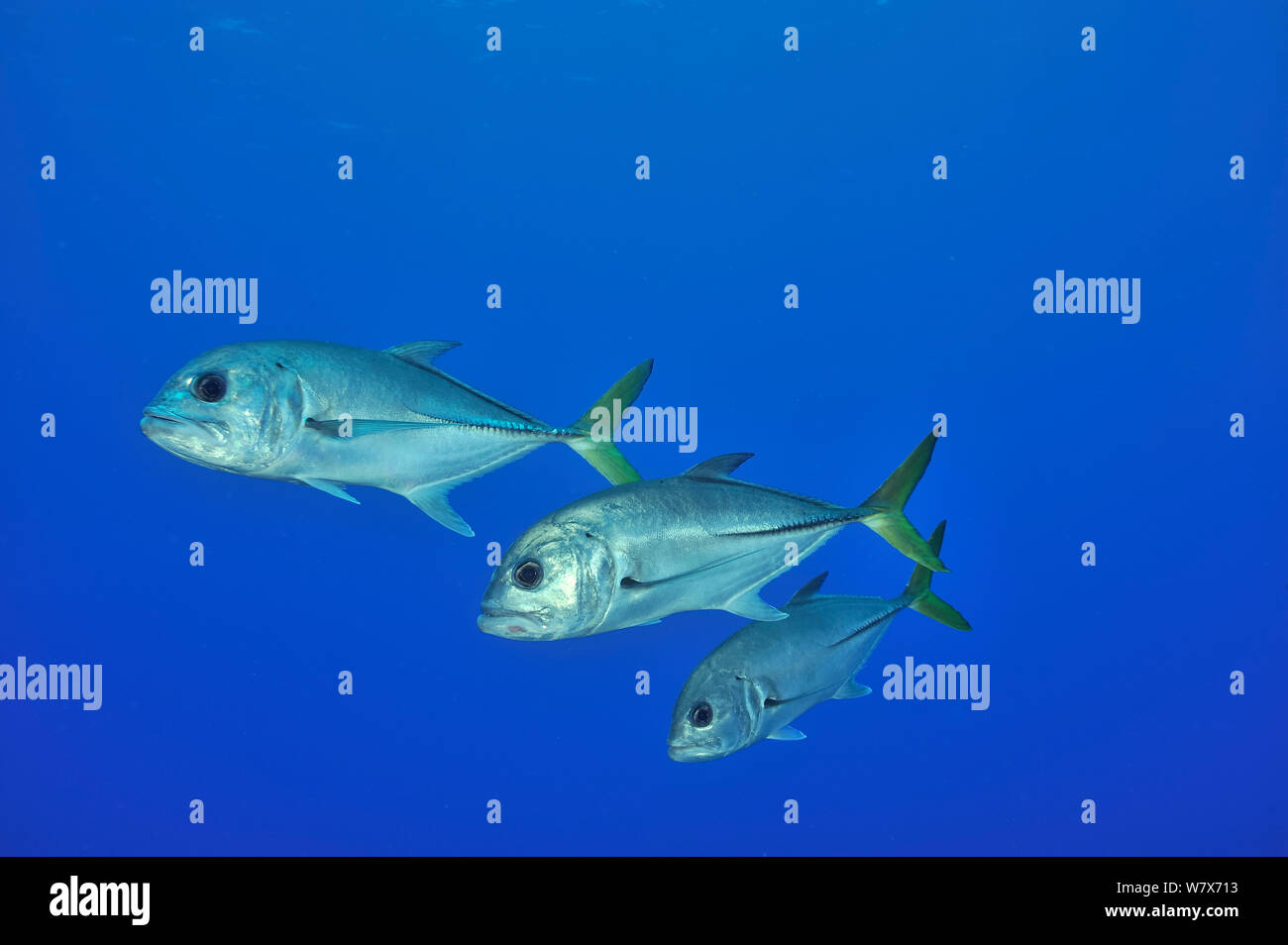 Group of Horseeye jack / Jackfish (Caranx latus), San Salvador Island