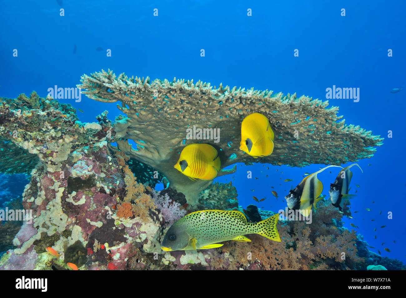 Pair of Masked butterflyfish (Chaetodon semilarvatus), pair of Red Sea bannerfish (Heniochus intermedius) and Backspotted sweetlips (Plectorhinchus gaterinus) under a hard coral table (Acropora) Sudan. Red Sea. Stock Photo