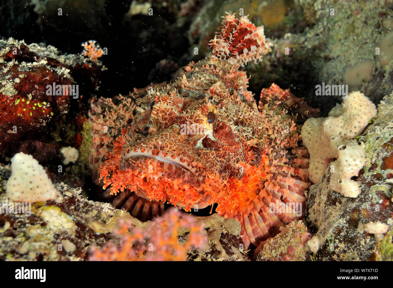 Smallscale scorpionfish (Scorpaenopsis oxycephalus) Sudan. Red Sea. Stock Photo