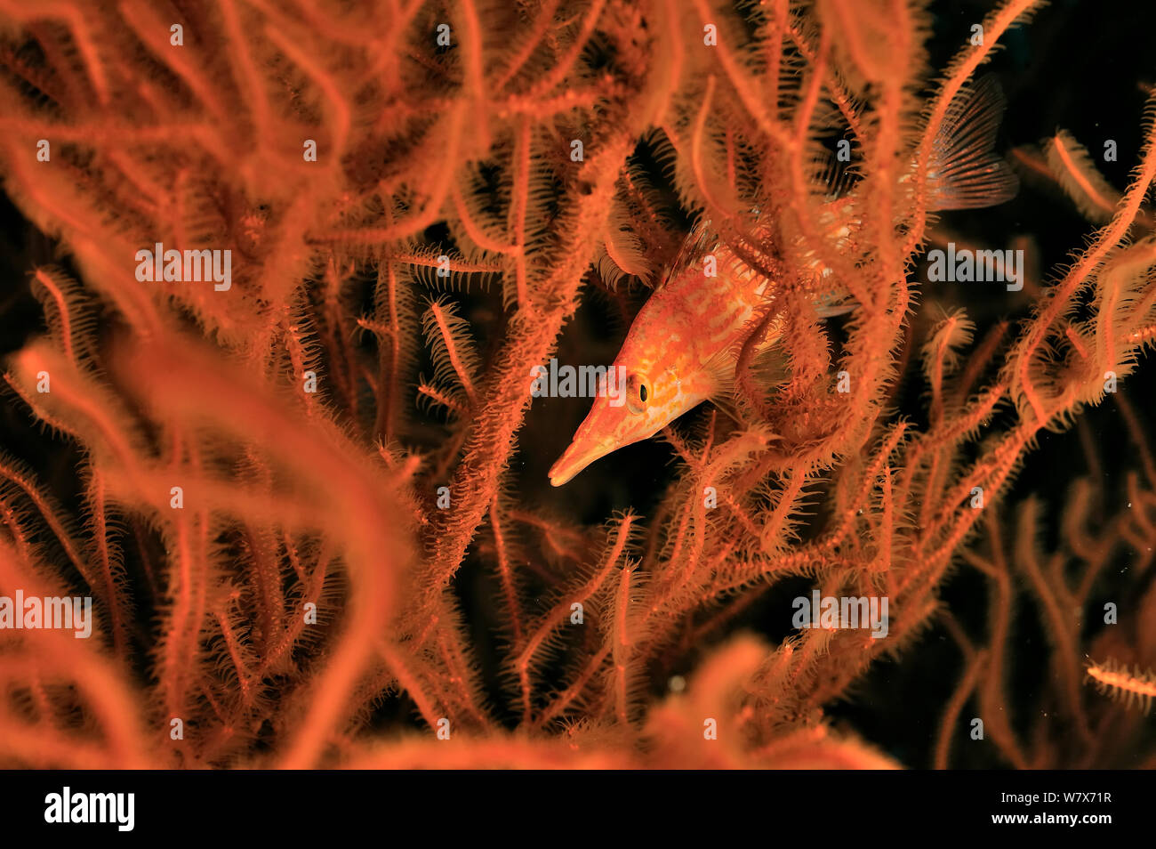 Longnose hawkfish (Oxycirrhites typus) in amongst seafan / gorgonian,  Sudan. Red Sea. Stock Photo