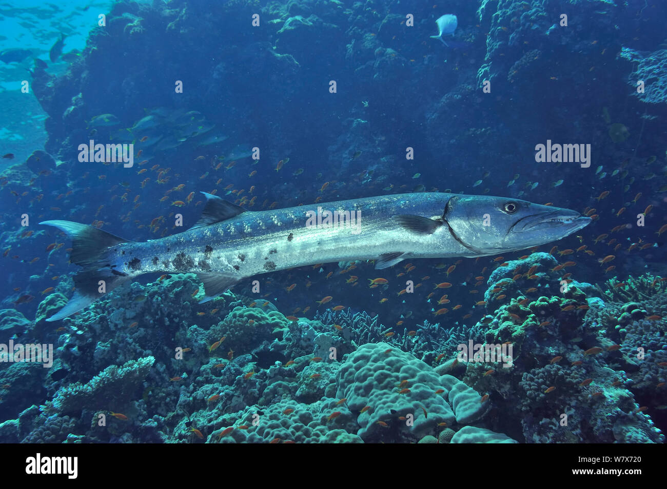 Great barracuda (Sphyraena barracuda) on reef,  Sudan. Red Sea. Stock Photo