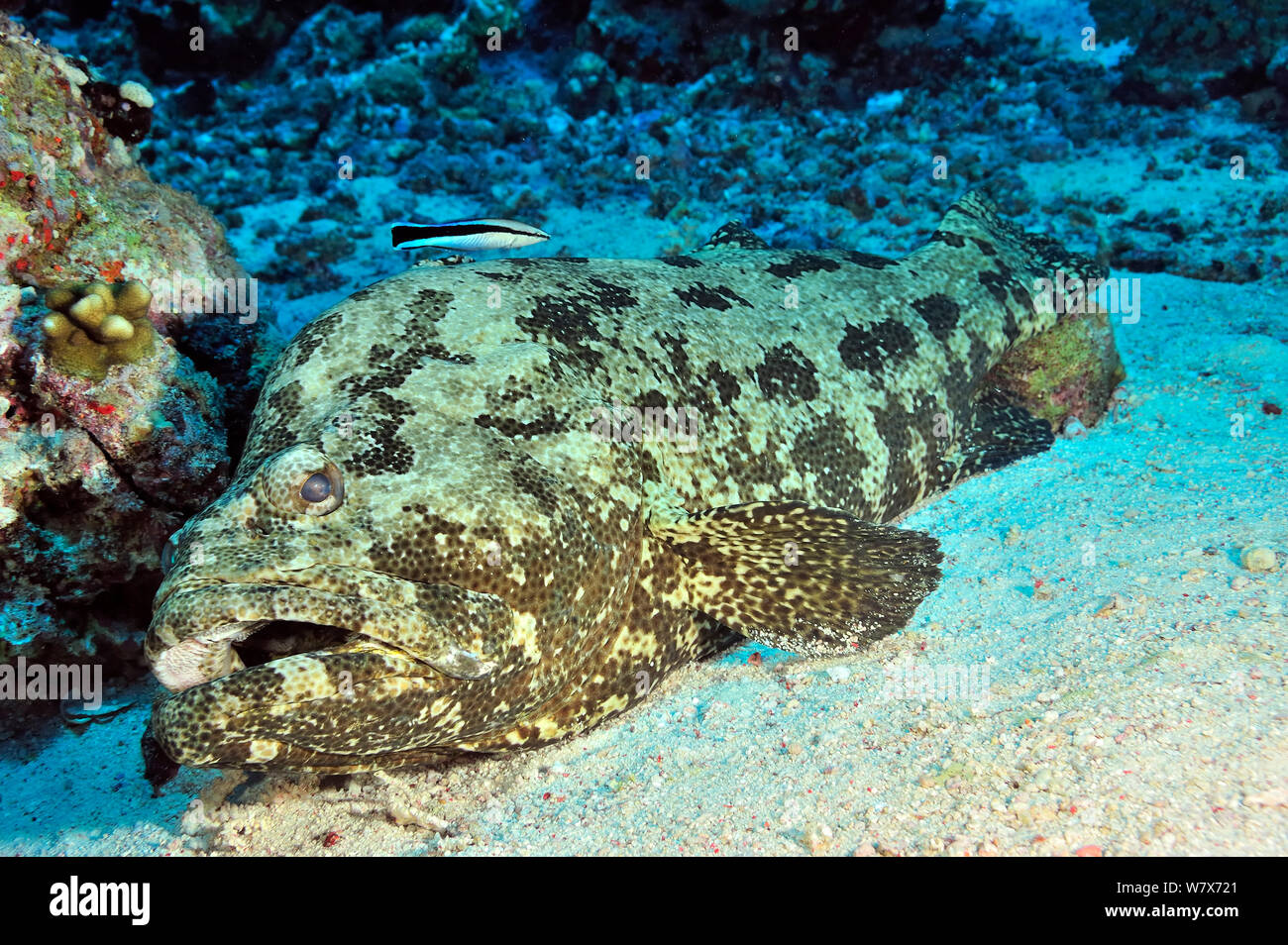 Brown-marbled grouper (Epinephelus fuscoguttatus) laying on  sandy sea floor, whilst cleaned by a Bluestreak cleaner wrasse (Labroides dimidiatus) Sudan. Red Sea. Stock Photo