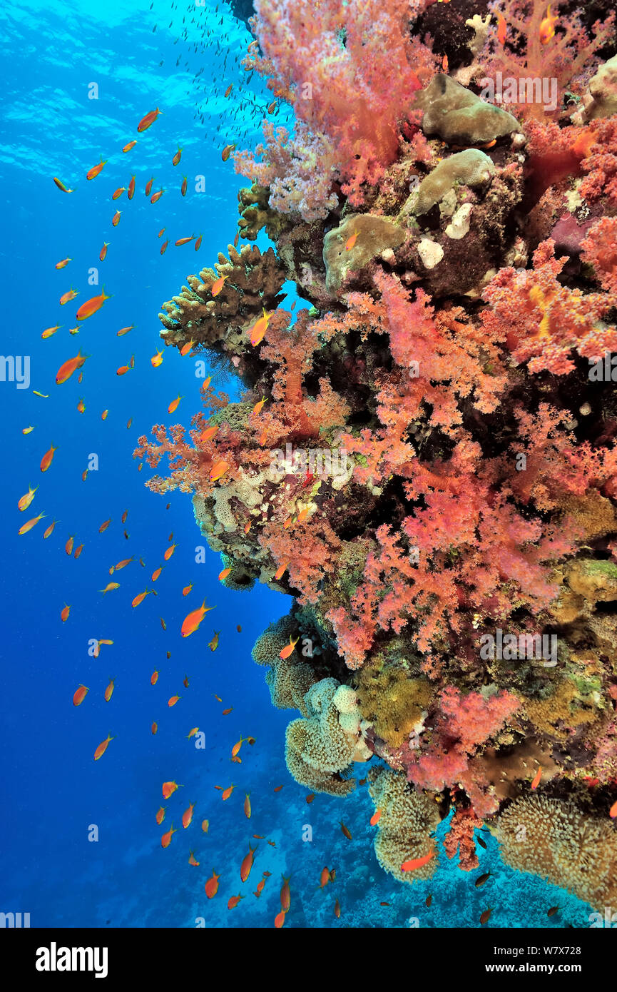Coral drop off with soft corals (Dendronephthya) and (Sarcophyton ), hard corals (Acropora) and (Porites) and Jewel fairy basslets (Pseudanthias squamipinnis) Sudan. Red Sea. Stock Photo