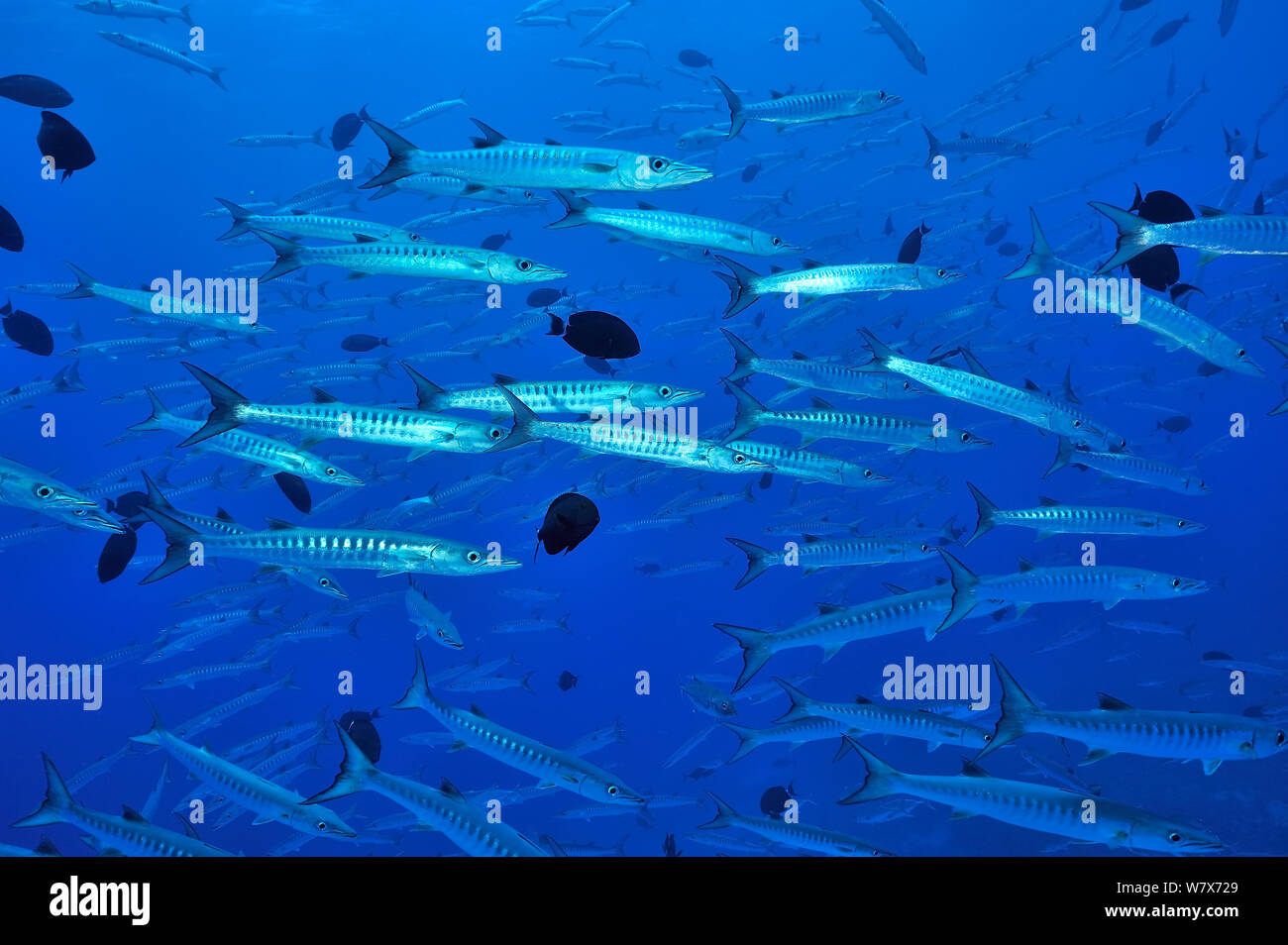 School of Blackfin barracudas (Sphyraena qenie) with Black surgeonfish (Acanthurus gahhm) Sudan. Red Sea. Stock Photo