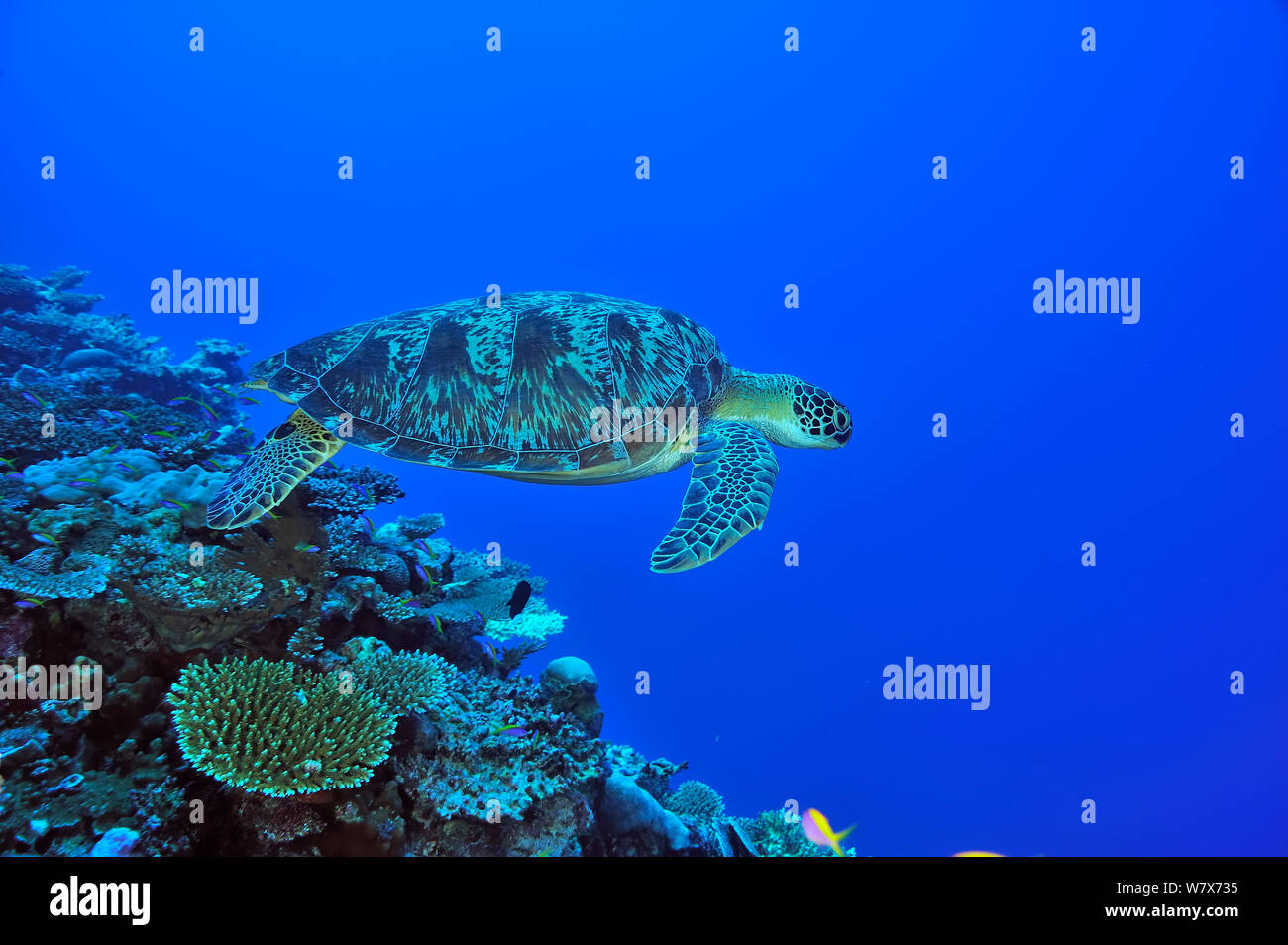 Hawksbill turtle (Eretmochelys imbricata) swimming near corals, Maldives. Indian Ocean. Stock Photo