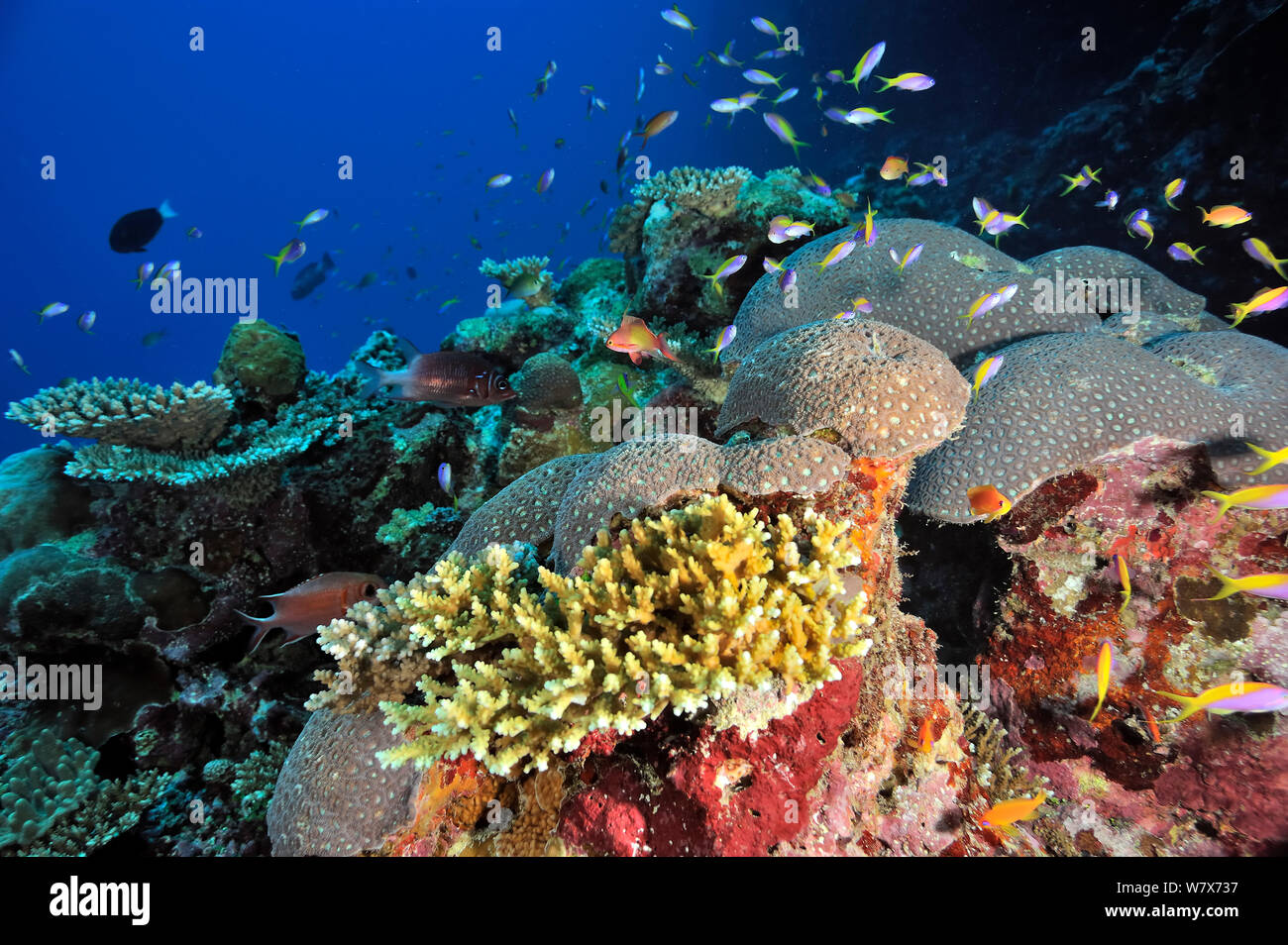 Coral reef with hard corals (Acropora ) and Jewel fairy basslets / anthias (Pseudanthias squamipinnis) and Yellow-tail / yellowback basslets (Pseudanthias evansi) Maldives. Indian Ocean. Stock Photo