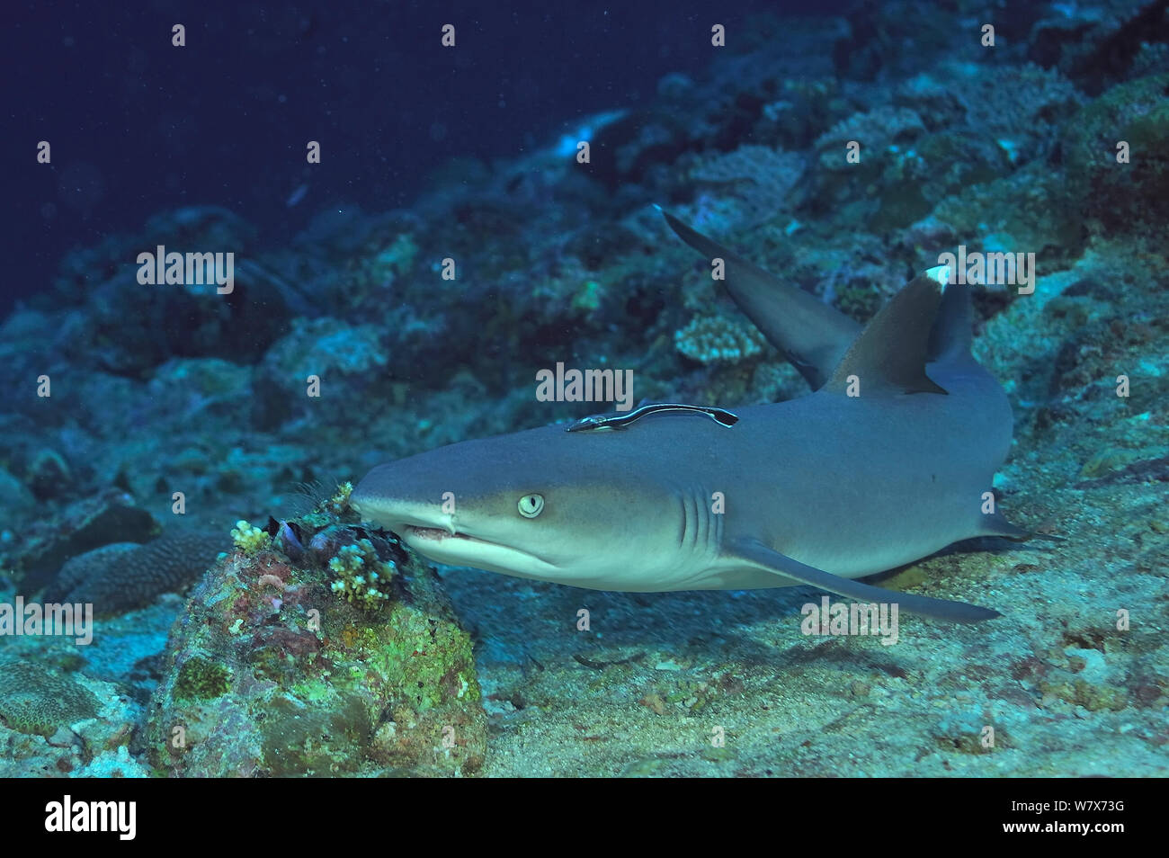 White tip shark (Triaenodon obesus) resting on sea floor with a remora (Echeneis naucrates) attached to its back,  Maldives. Indian Ocean. Stock Photo