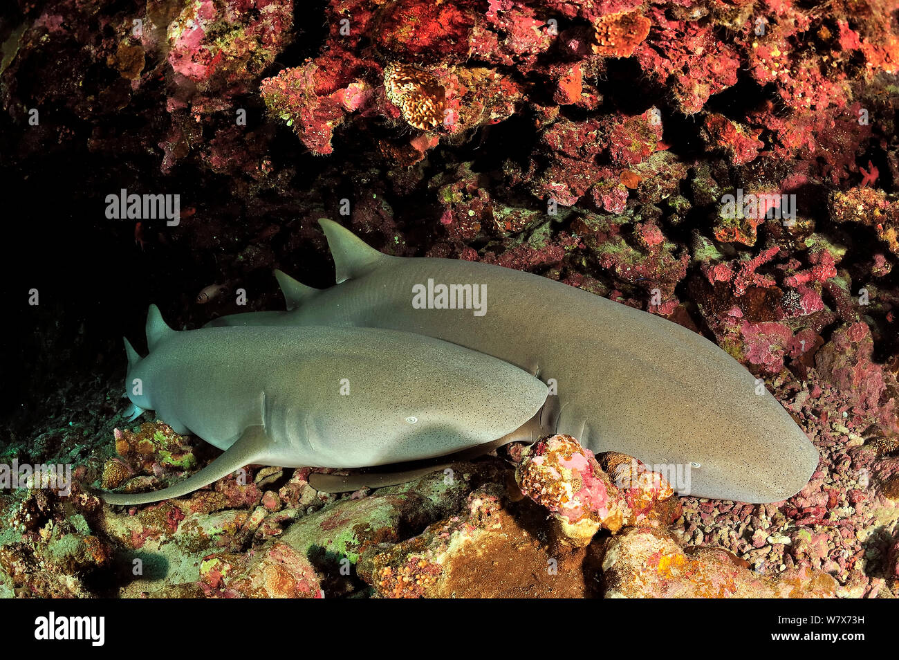 Two nurse sharks (Nebrius ferrugineus) resting on sea floor,  Maldives. Indian Ocean. Stock Photo