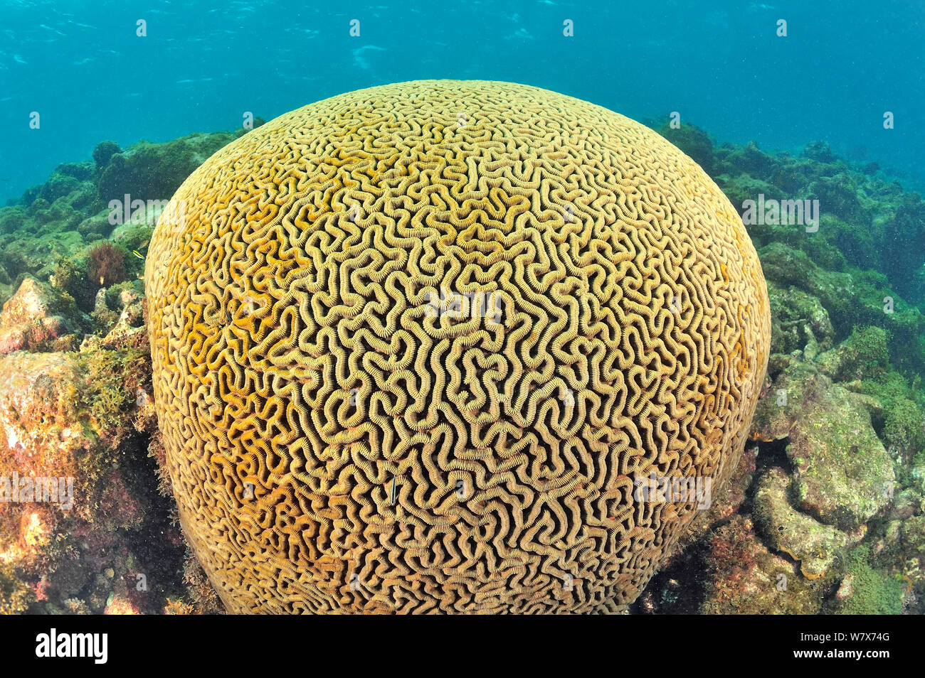 Brain coral (Diploria labyrinthiformis) Guadeloupe Island, Mexico