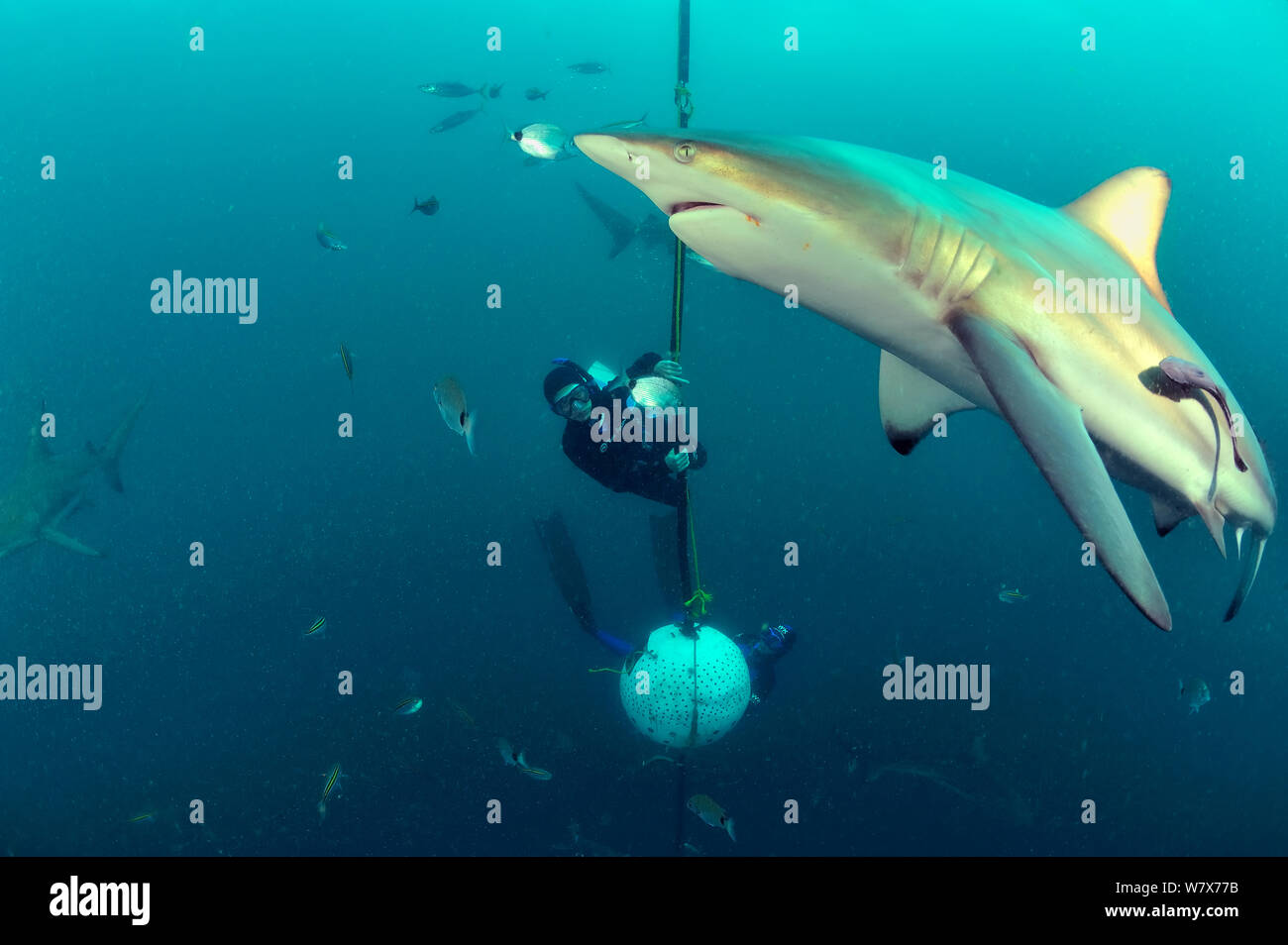 Pierre Frolla, free diving record holder of the world, and female diver training with him, diving among Blacktip sharks (Carcharhinus limbatus), Kwazulu-Natal, South Africa. Indian Ocean. November 2011. Stock Photo