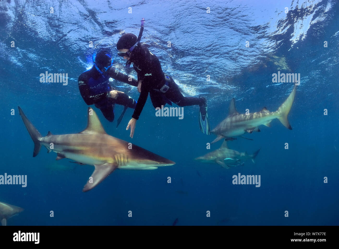 Pierre Frolla, free diving record holder of the world, and female diver training with him, diving among Blacktip sharks (Carcharhinus limbatus), Kwazulu-Natal, South Africa. Indian Ocean. November 2011. Stock Photo