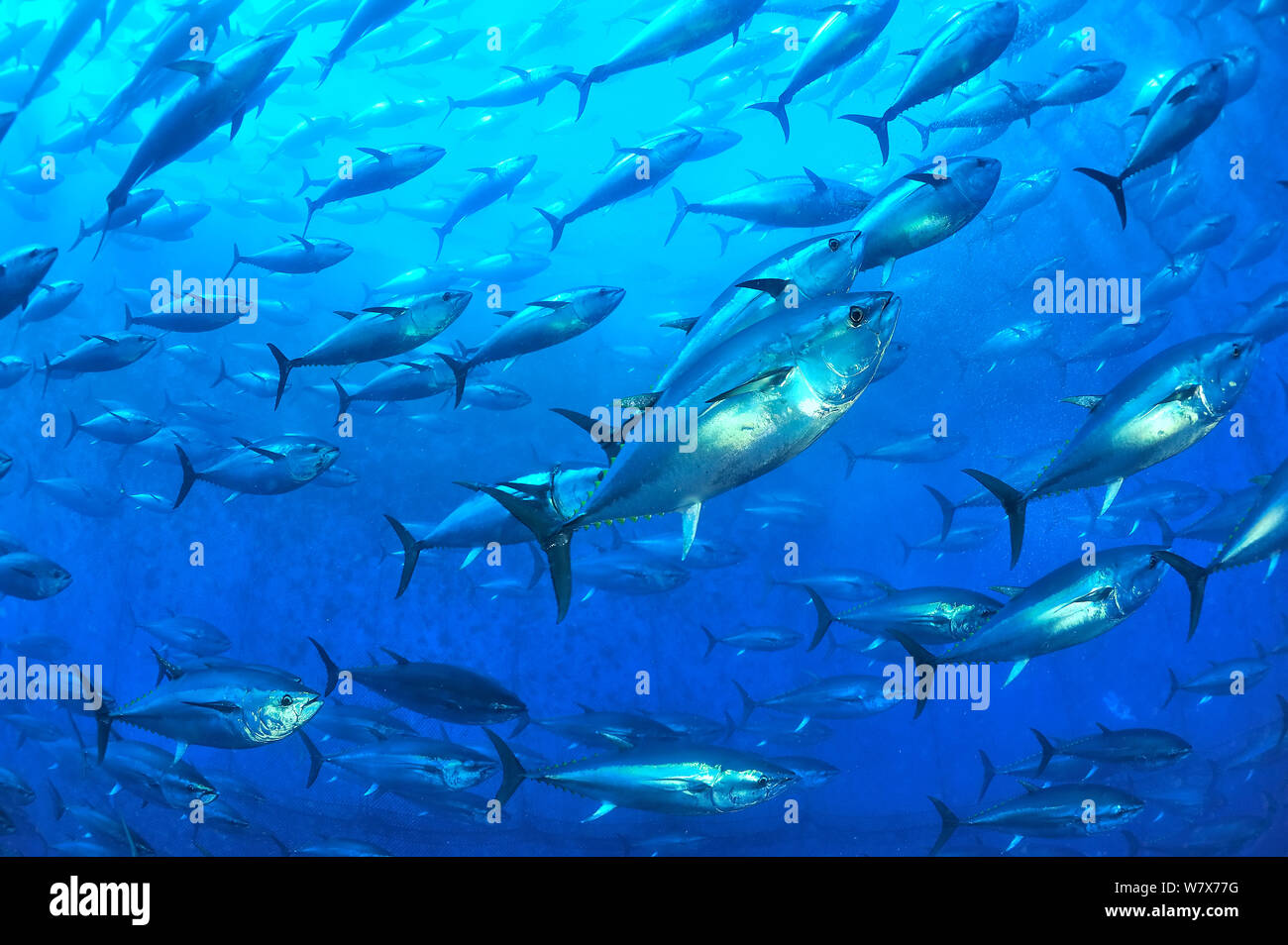 Atlantic bluefin tuna (Thunnus thynnus) within tuna farm, containing around 1000 per net. Saint