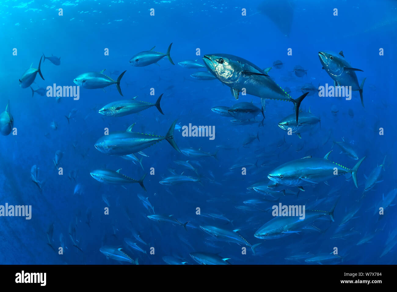 Atlantic bluefin tuna hires stock photography and images Alamy