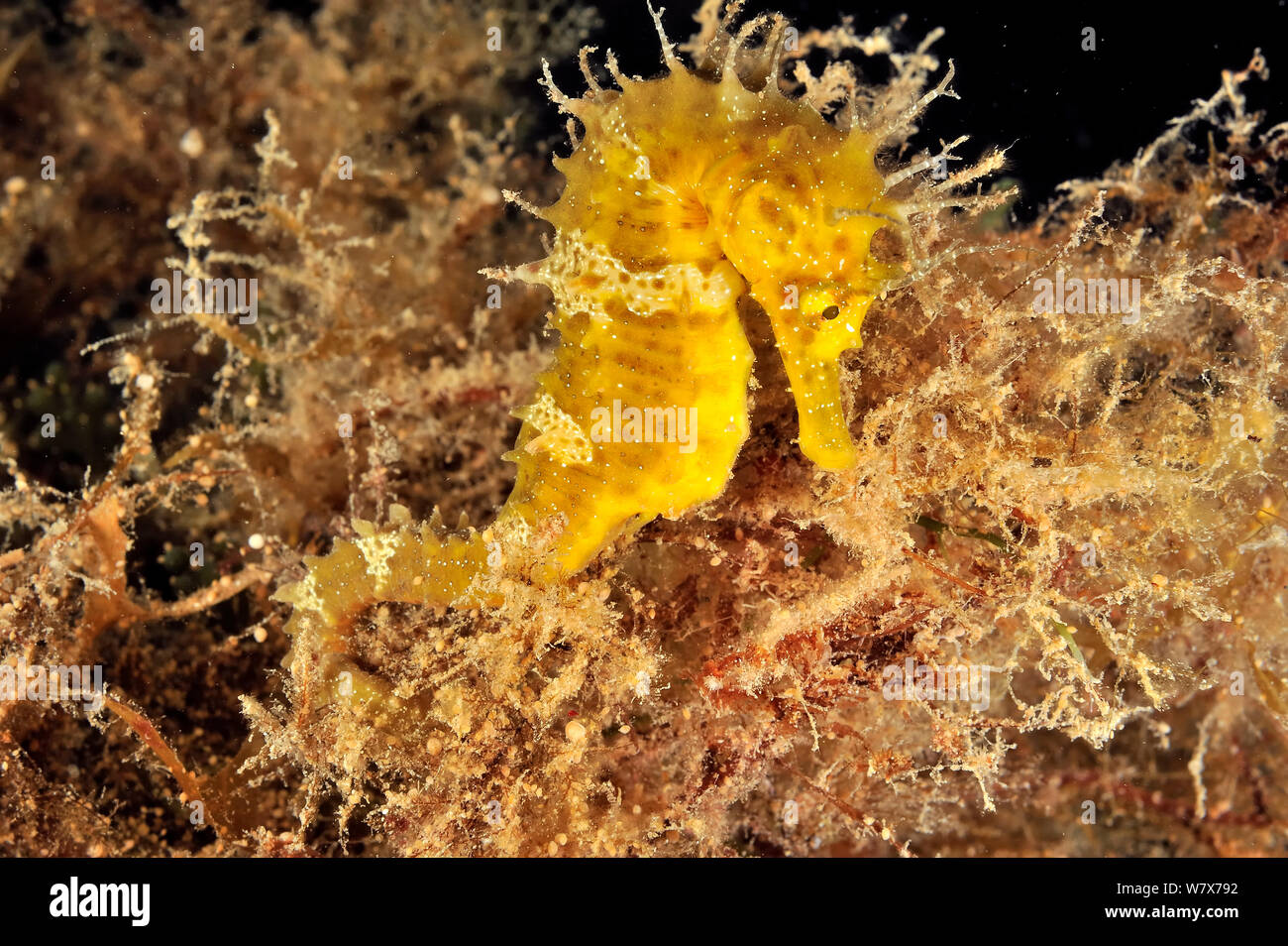 Yellow long-snouted seahorse (Hippocampus ramulosus / guttulatus), Gozo Island, Malta. Mediterranean Sea. Stock Photo