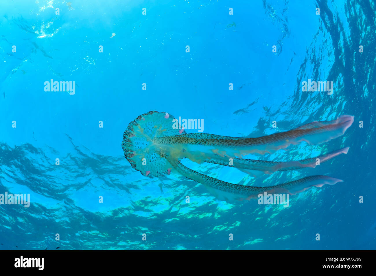 Luminescent jellyfish / Mauve stinger (Pelagia noctiluca) in open water, Gozo Island, Malta. Mediterranean Sea. Stock Photo