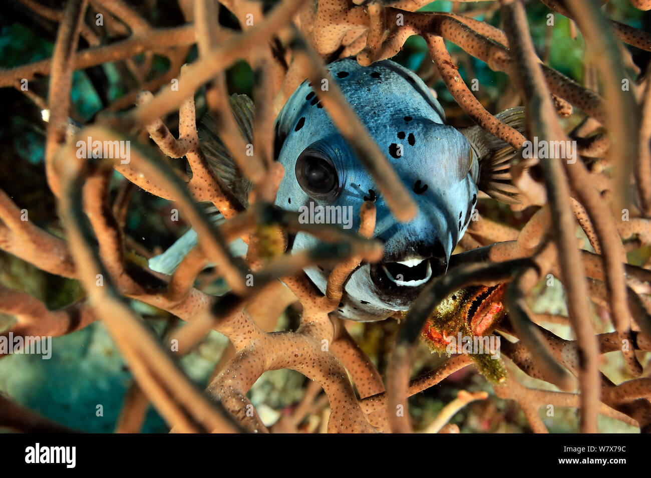 Blackspotted pufferfish (Arothron nigropunctatus) hidden in a sponge,  Madagascar. Indian Ocean. Stock Photo