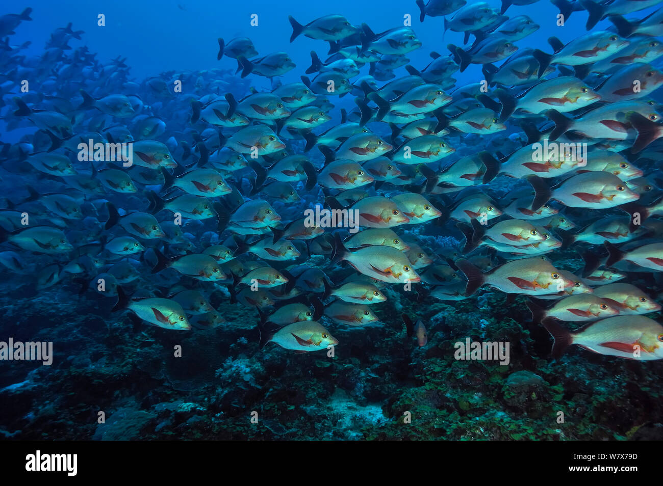 School of Humpback snappers (Lutjanus gibbus) on a coral reef,  Madagascar. Indian Ocean. Stock Photo