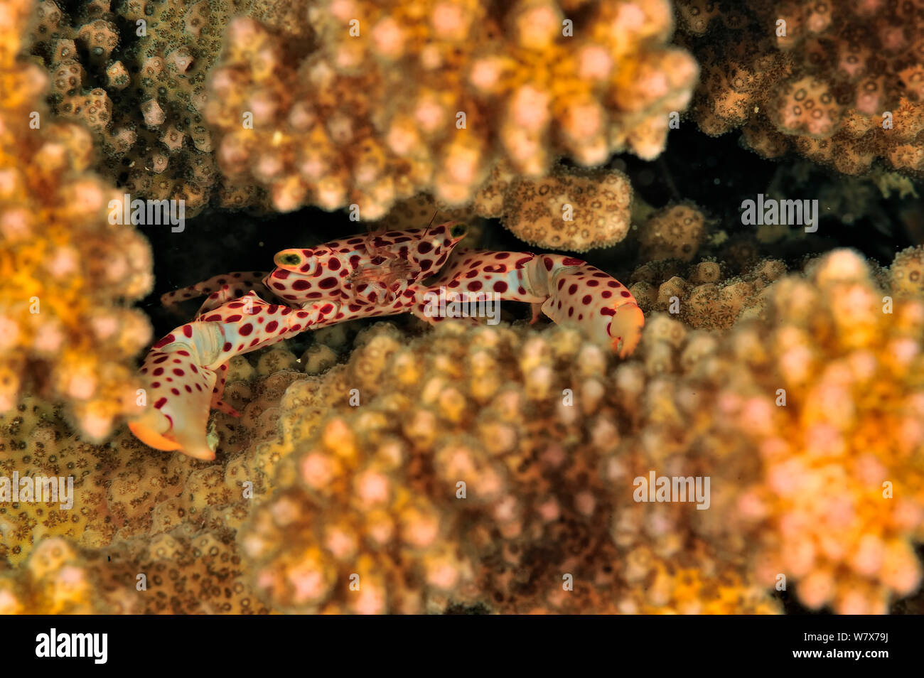 Red spotted coral crab (Trapezia rufopunctata) hidden in a hard coral (Pocillopora ) Madagascar. Indian Ocean. Stock Photo
