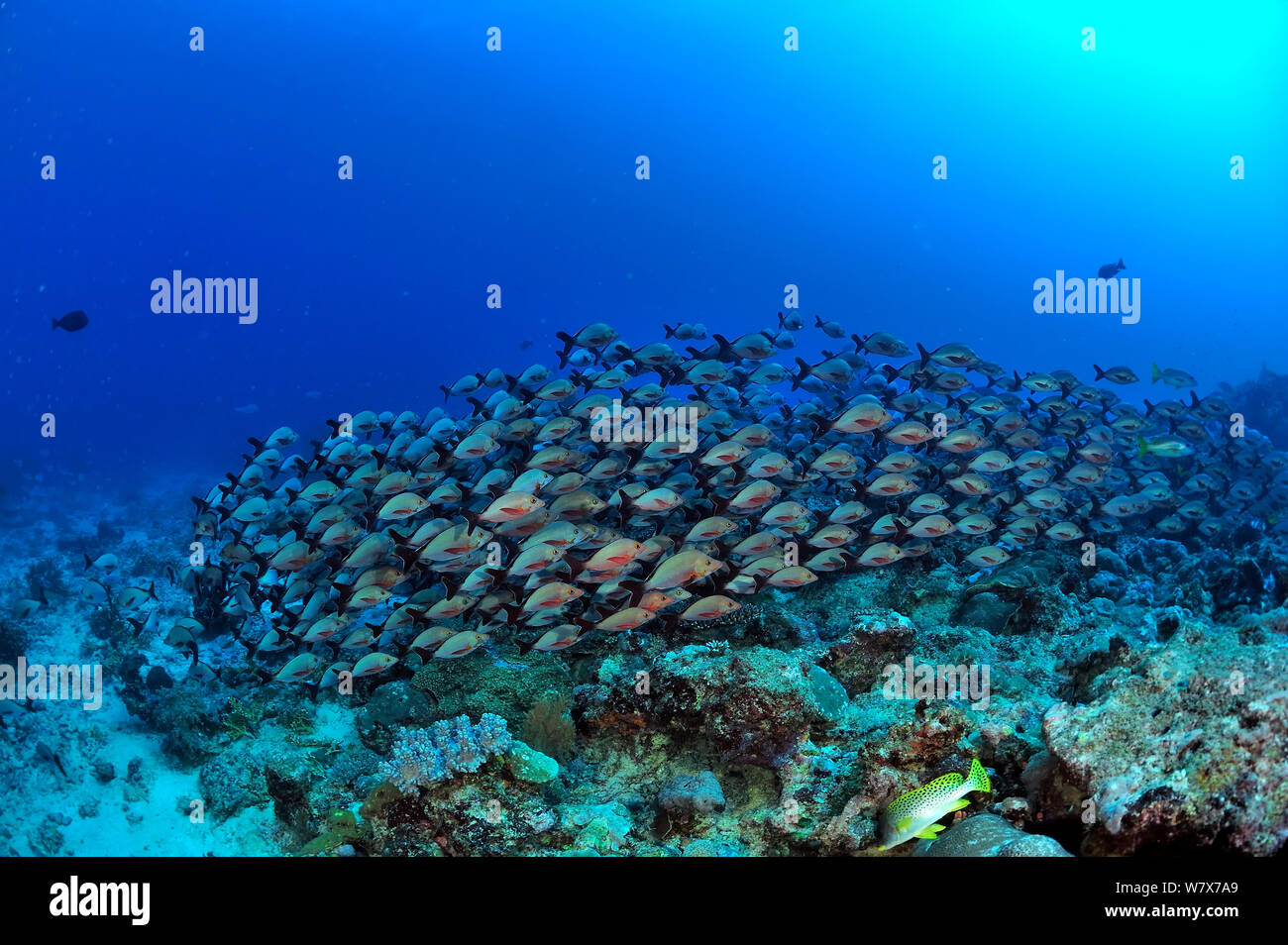 School of Humpback snappers (Lutjanus gibbus) on a coral reef,  Madagascar. Indian Ocean. Stock Photo