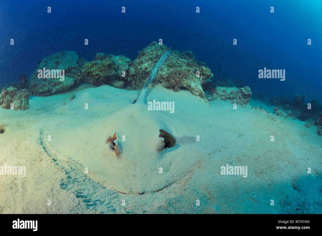 Cowtail stingray (Hypolophus sephen) burried in the sand,  Madagascar. Indian Ocean. Stock Photo