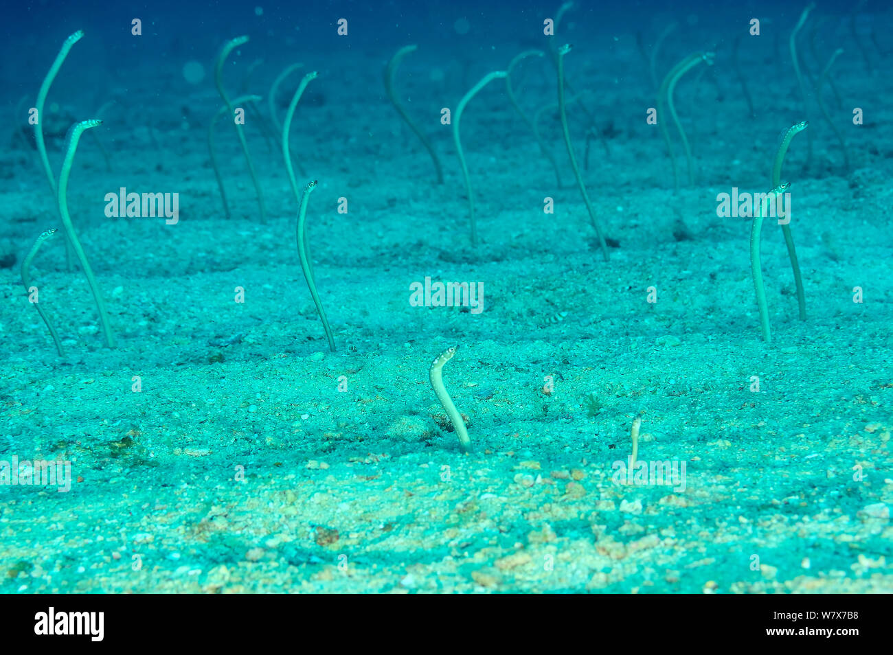 Whitespotted / Spaghetti garden eels (Gorgasia maculata) coming out of the sandy sea floor,  Madagascar. Indian Ocean. Stock Photo