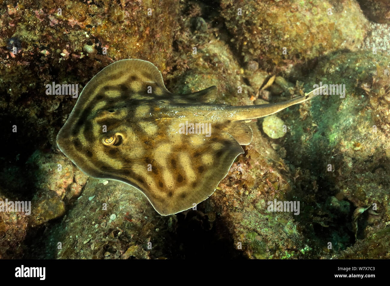 Cortez round stingray / Spotted round ray (Urobatis maculatus) Baja California peninsula, Mexico. Sea of Cortez. Stock Photo