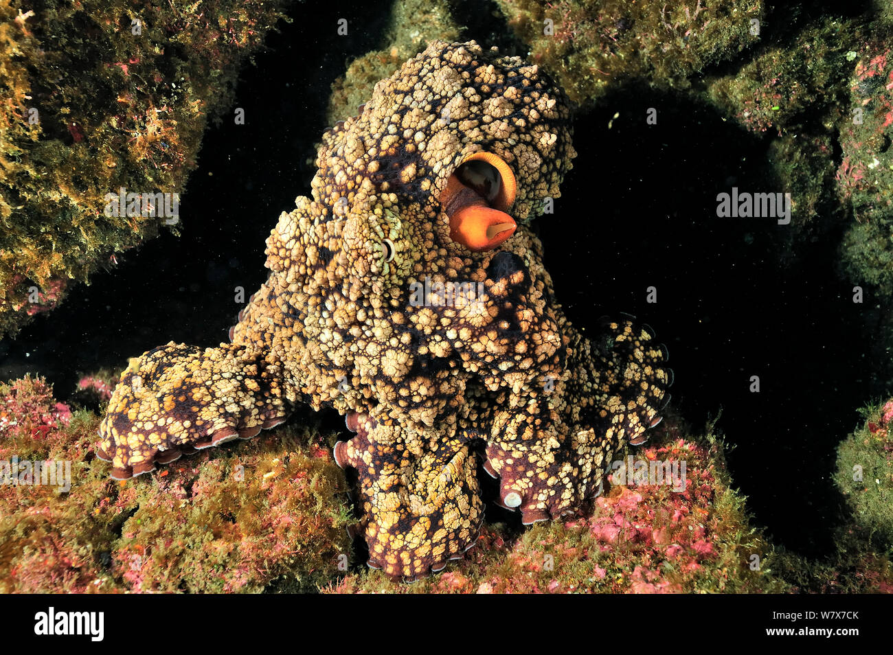 Galapagos reef octopus (Octopus oculifer), Revillagigedo islands, Mexico. Pacific Ocean. Stock Photo
