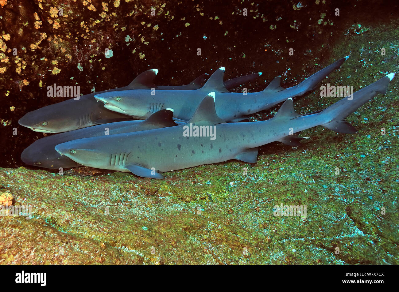 White tip reef sharks hi-res stock photography and images - Alamy