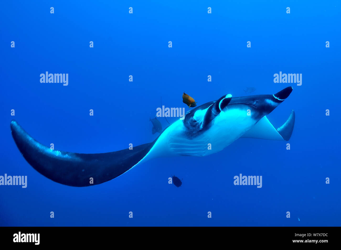 Ray Mantis Giant manta ray (manta birostris) swimming in open water surrounded ...