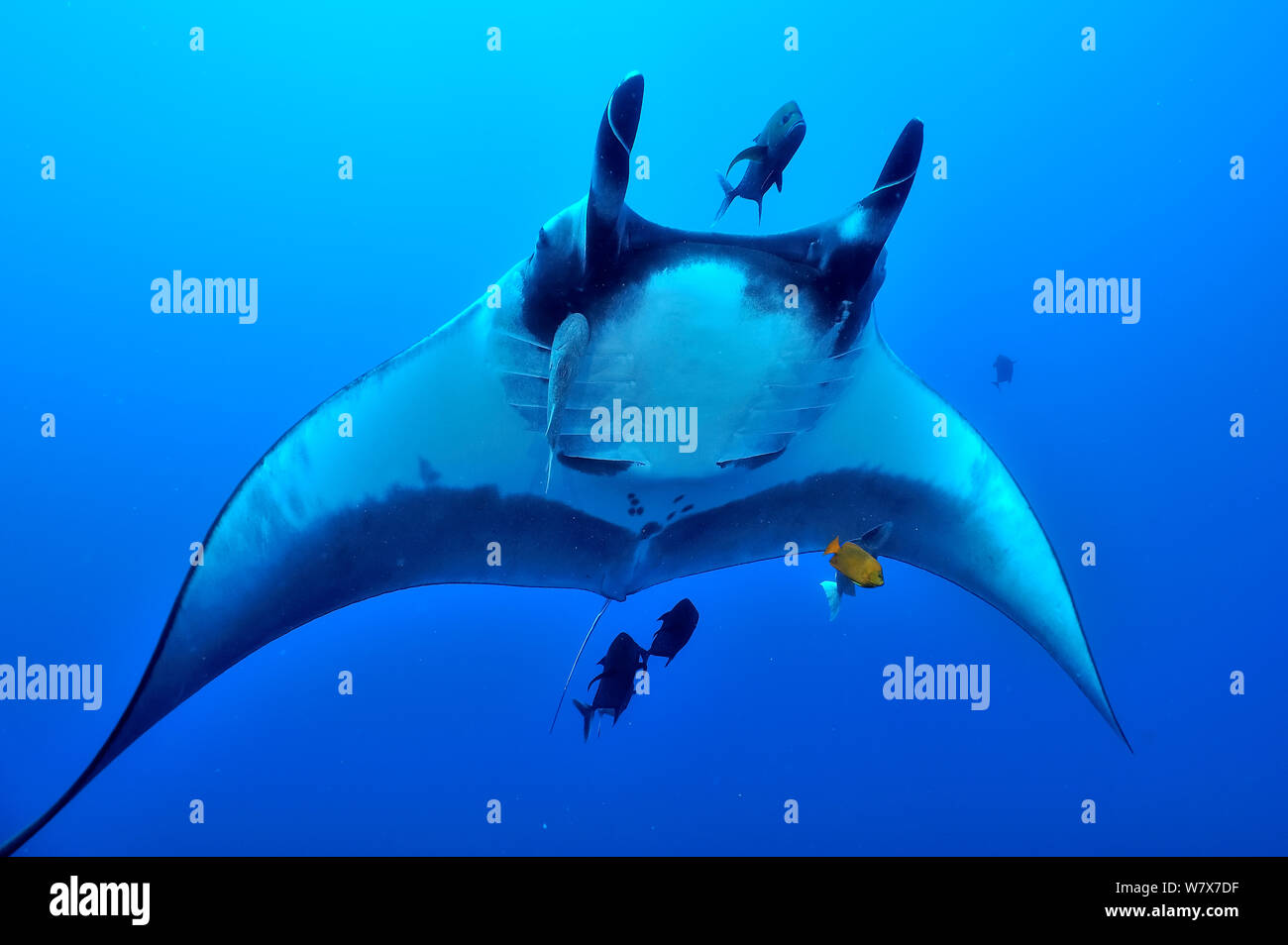 Ray Mantis Giant manta ray (manta birostris) swimming in open water surrounded ...