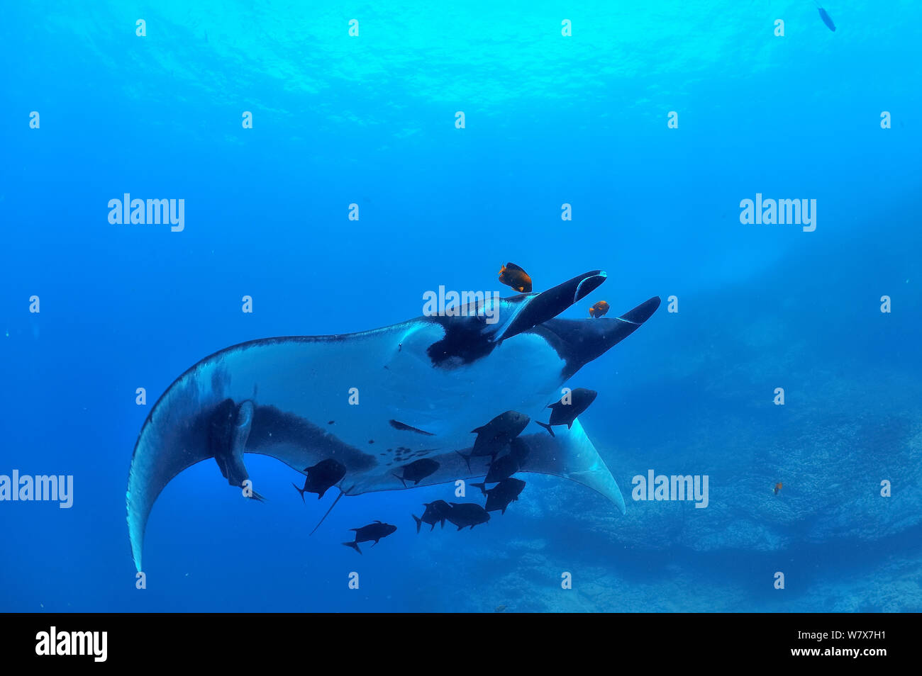 Giant manta ray (manta birostris) with two Remoras (Remora remora