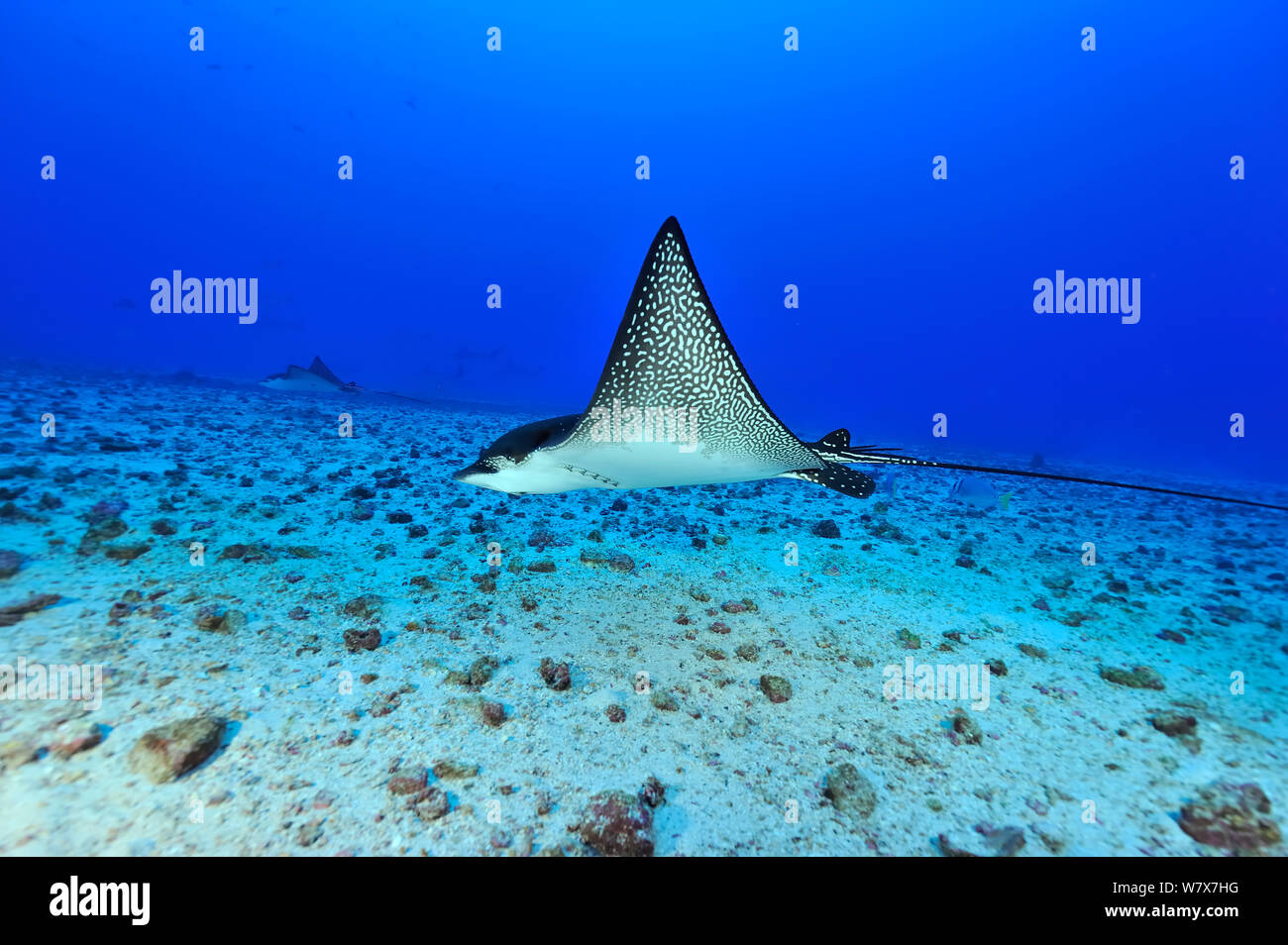 Two Eagle rays (Aetobatus narinari) swimming close to the bottom, Cocos island, Costa Rica. Pacific ocean. Stock Photo