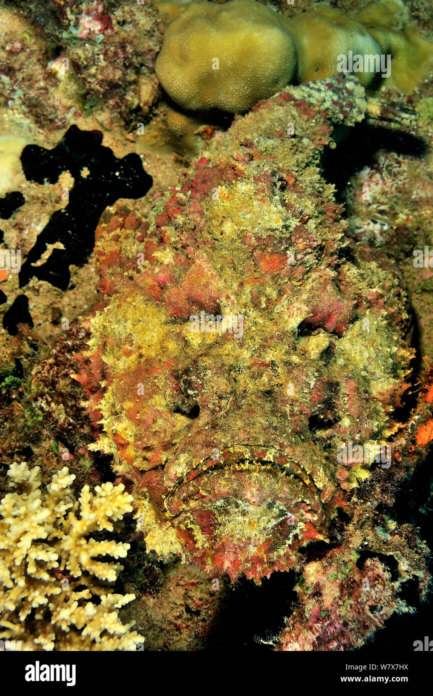Reef stonefish (Synanceia verrucosa) highly venomous species, Maldives. Indian Ocean. Stock Photo