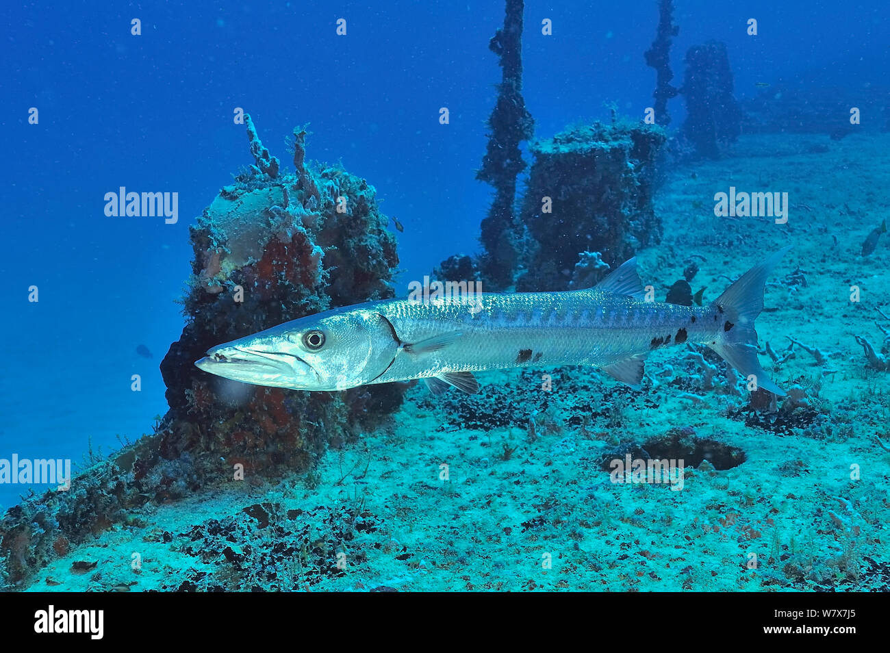 Great barracuda (Sphyraena barracuda) on the wreck of Puerto Morelos, Yucatan peninsula, Mexico. Caribbean. Stock Photo