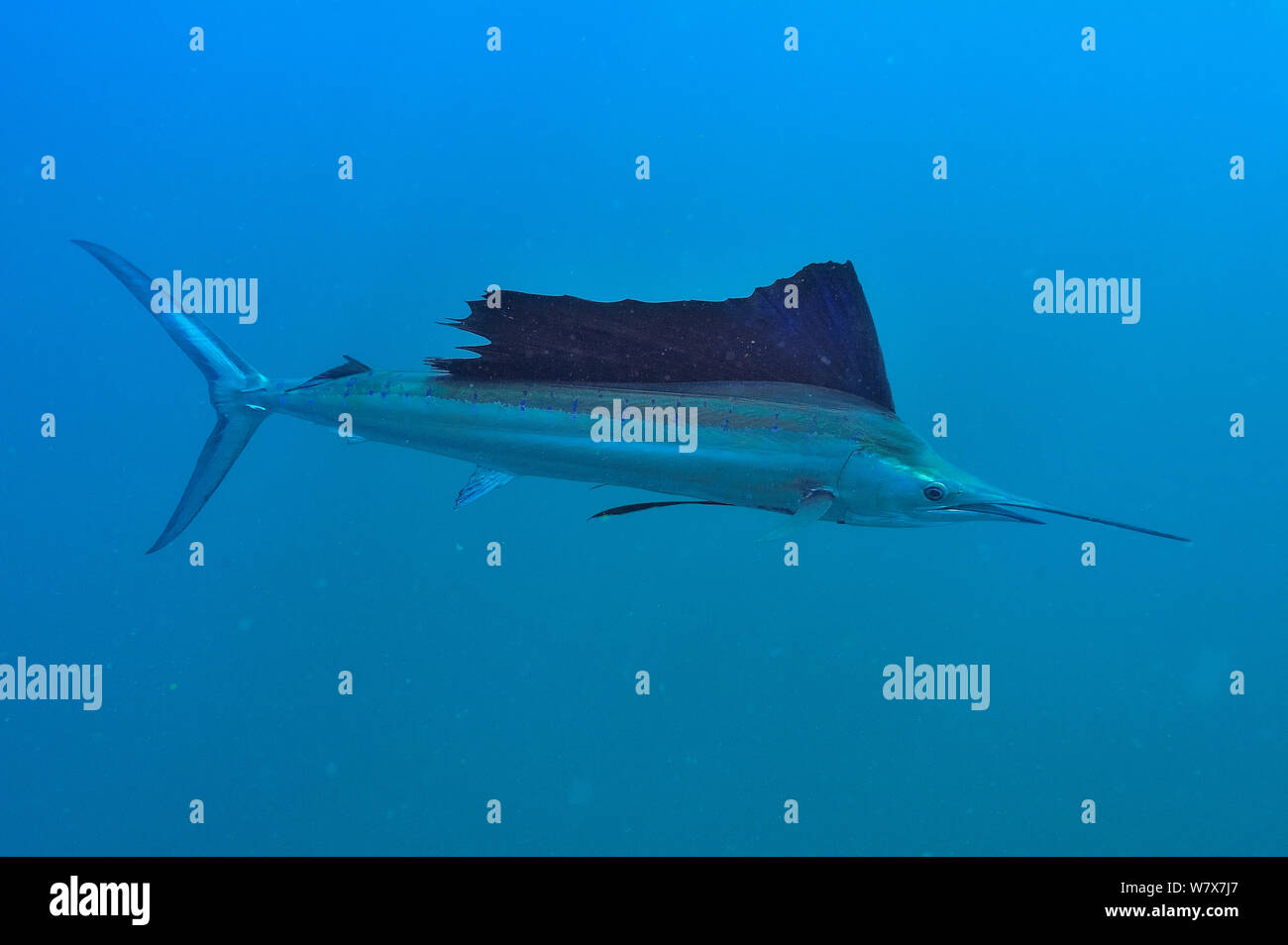 Atlantic sailfish (Istiophorus albicans), Yucatan peninsula, Mexico