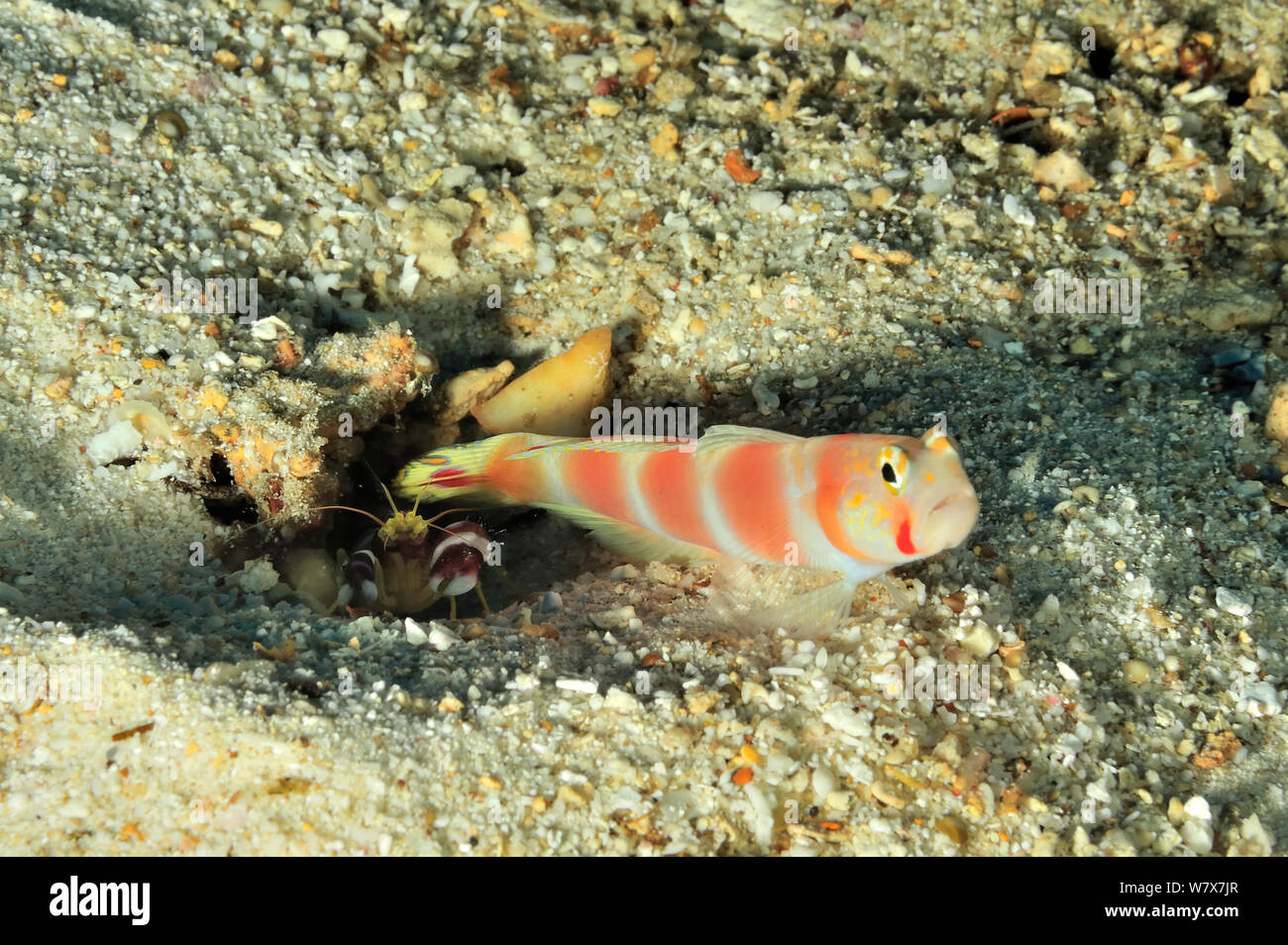 Red-banded shrimp (Alpheus randalli) and Pinkbar goby (Amblyeleotris aurora) symbiotic pair with goby protecting shrimp as it digs.  Maldives. Indian Ocean. Stock Photo