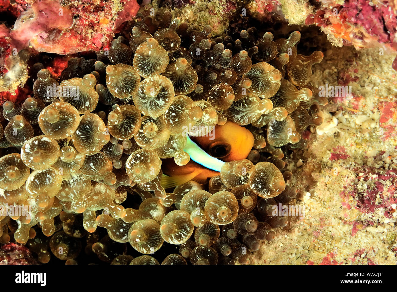 Clark's anemonefish (Amphiprion clarkii) in a Bulb-tentacle sea anemone (Entacmaea quadricolor) Maldives. Indian ocean. Stock Photo
