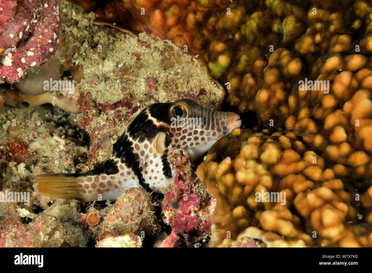 Saddled pufferfish (Canthigaster valentini) near leather coral (Lobophytum ) at night,  Maldives. Indian Ocean. Stock Photo