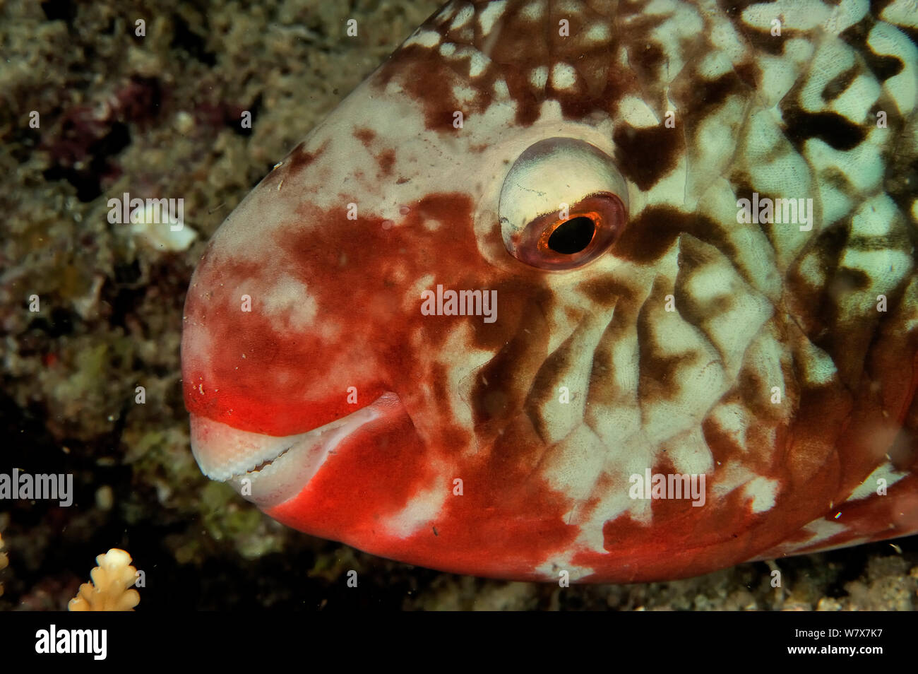 Head of a female Ember parrotfish (Scarus rubroviolaceus) at night,  Maldives. Indian Ocean. Stock Photo